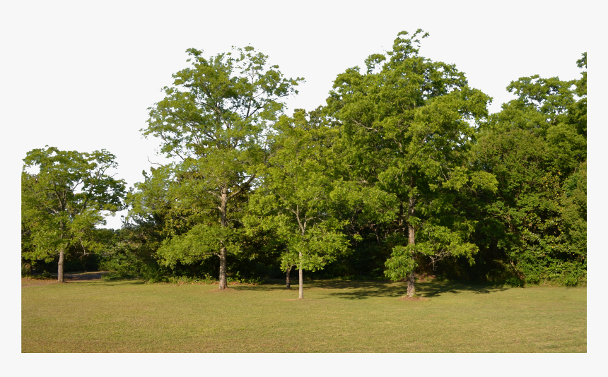 Forest Background Png , Transparent Cartoons, Png Download