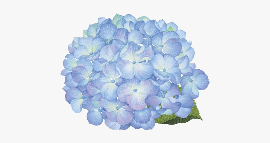 Hydrangea Png Picture - Hortensias Png, Transparent Png
