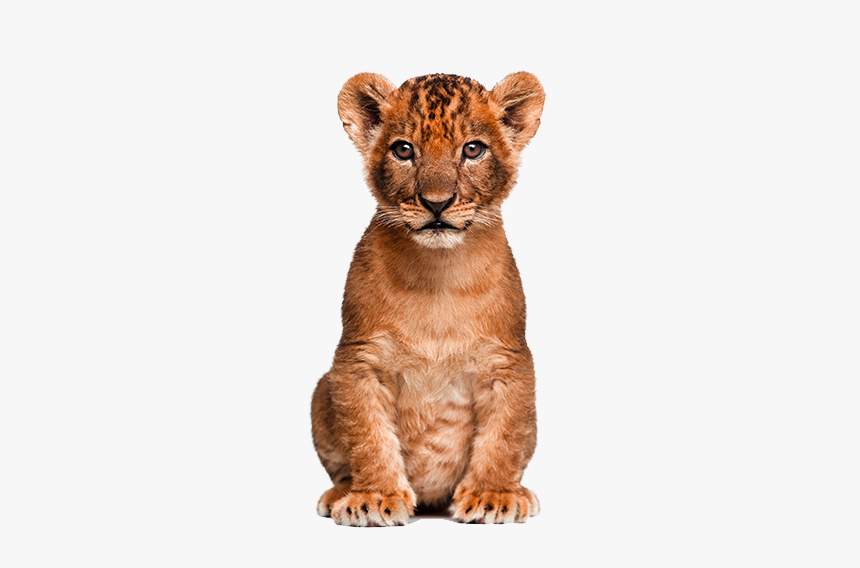 Cute Clipart Wild Animal - Transparent Lion Cub Png, Png Download