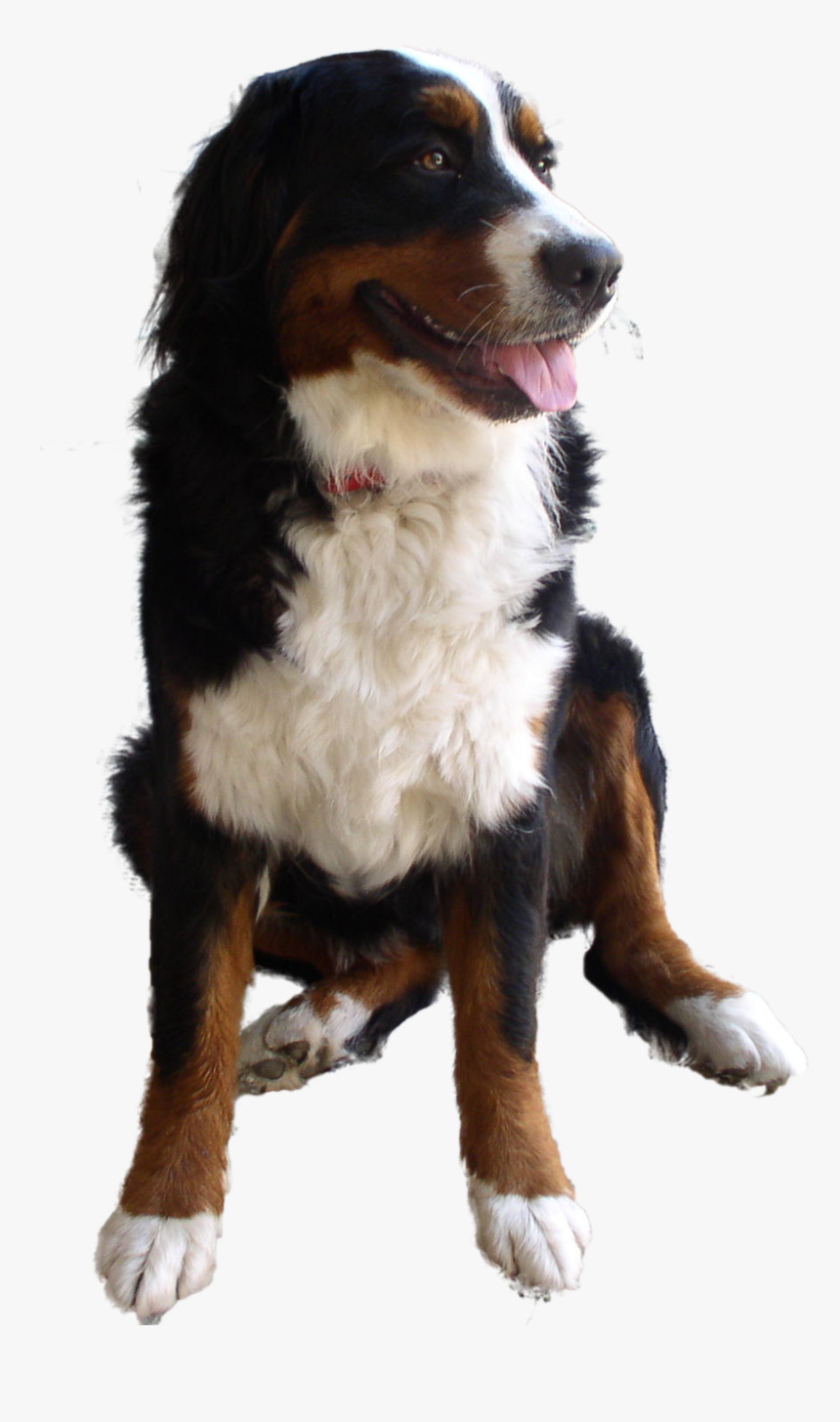 Cute Dog Png Image - High Res Dog Image Transparent, Png Download