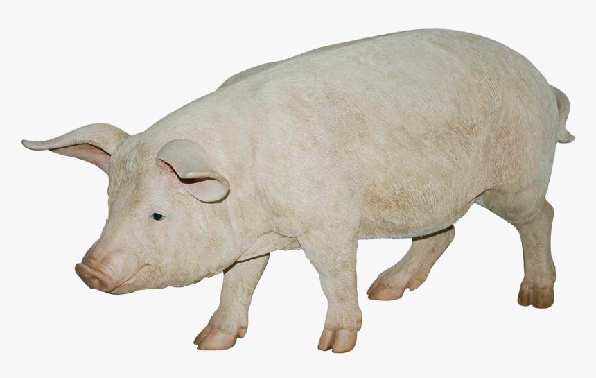 Pig Animal Pictures Png, Transparent Png