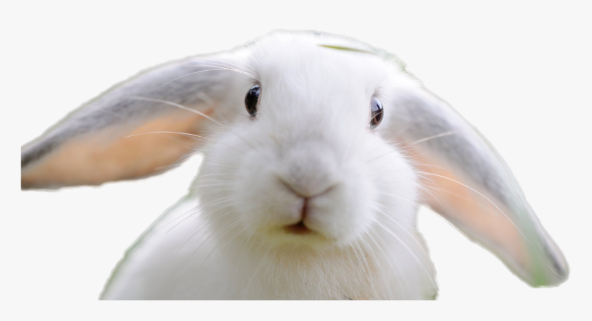 Rabbit Png Image - Domestic Rabbit, Transparent Png