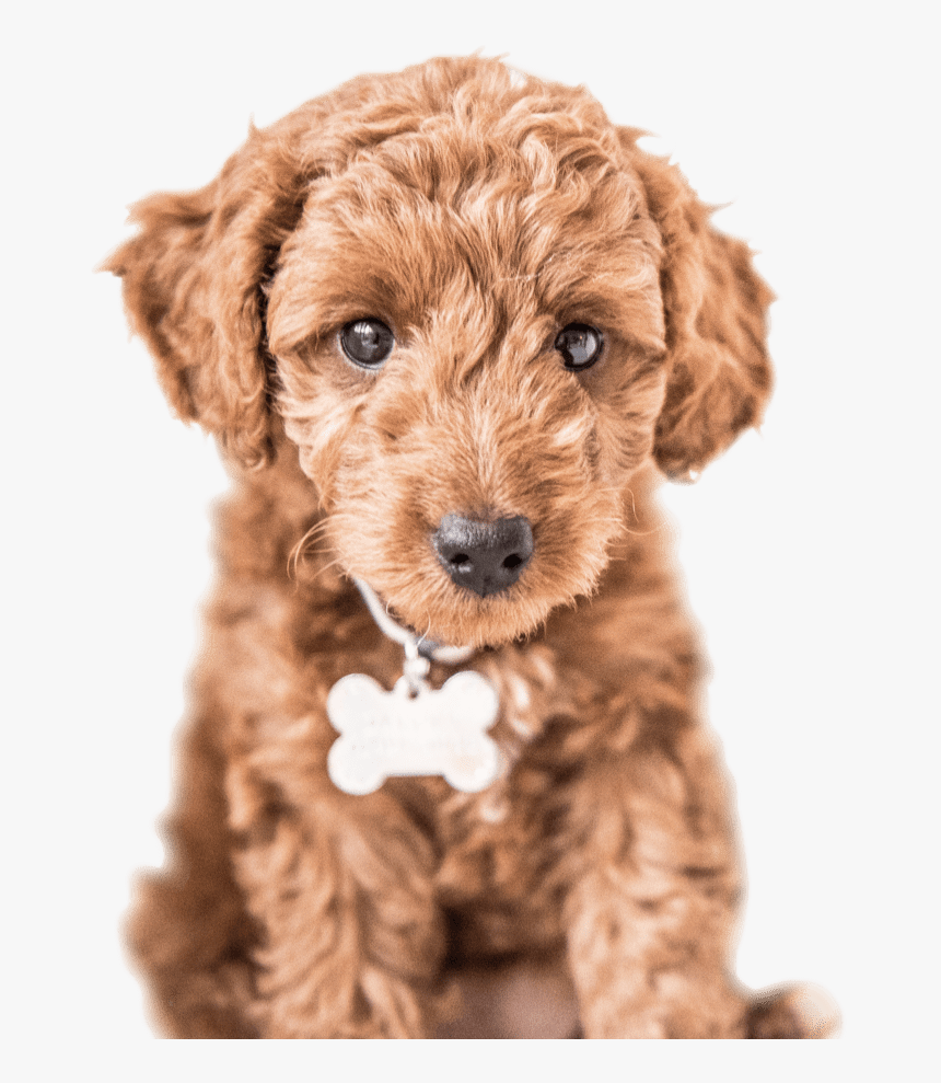 Cute Dog - Labradoodle - Labradoodle Clipart Png, Transparent Png