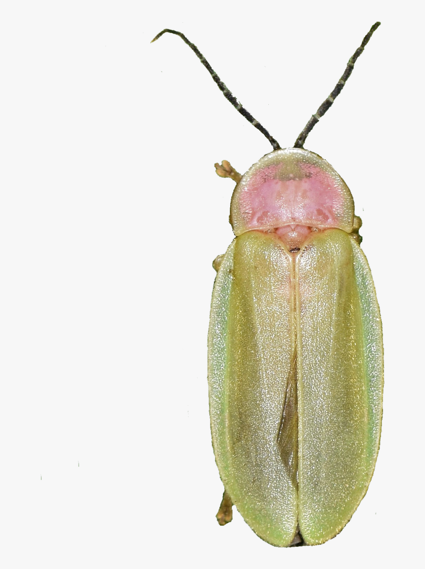 Soldier Beetle, HD Png Download
