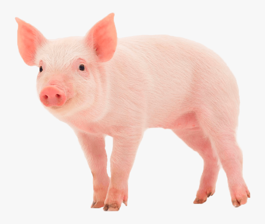 Pig Transparent Png, Png Download