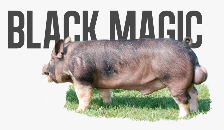 Domestic Pig, HD Png Download