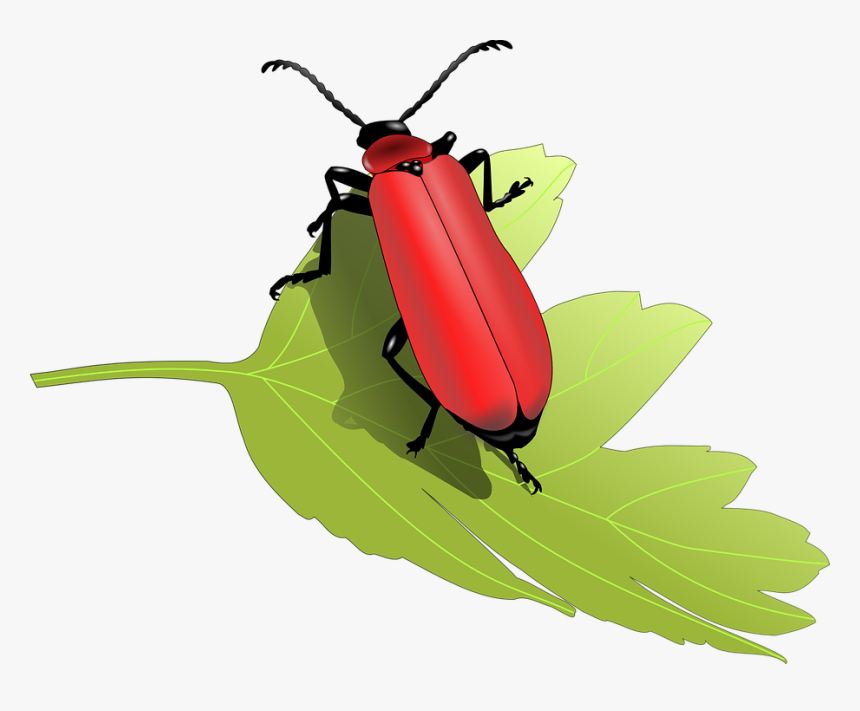Transparent Cardinal Clipart - Insects On A Tree Clip Art, HD Png Download