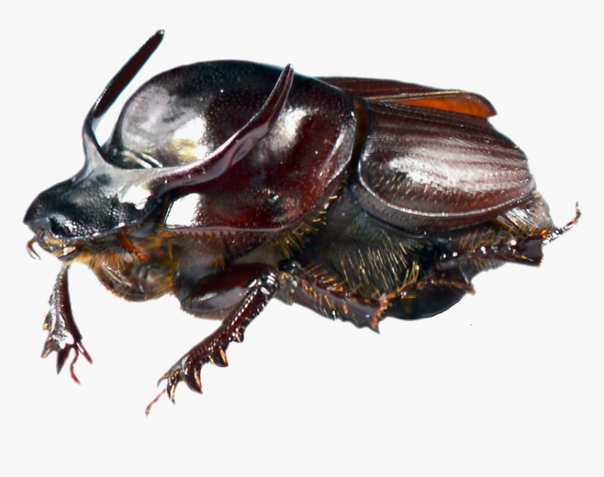 Dung Beetle Transparent Png - Onthophagus Taurus, Png Download