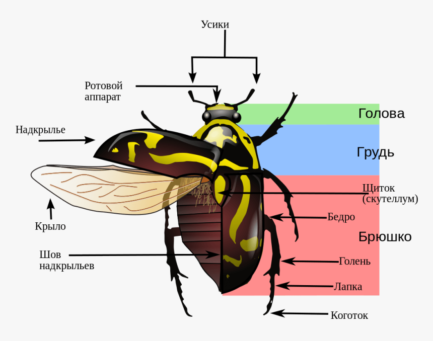 Transparent Lightning Bug Png - Variegated Mud Loving Beetle Diagram, Png Download