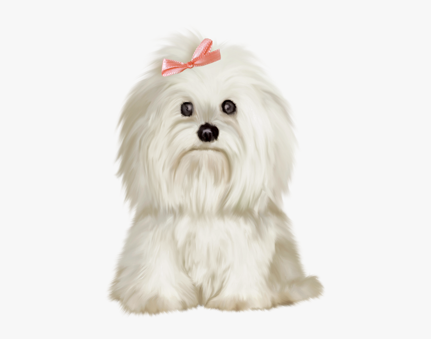 Maltese Dog Clipart Png, Transparent Png