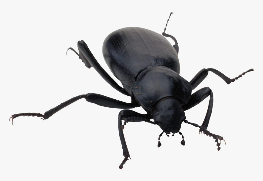 Bug Png Image - Bug Png, Transparent Png