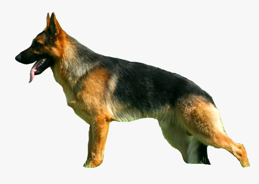 Sv Standard Zwinger - Old German Shepherd Dog, HD Png Download