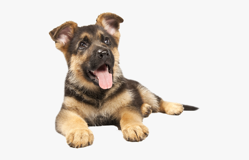 German Sheperd Puppy - German Shepherd Puppy Transparent, HD Png Download