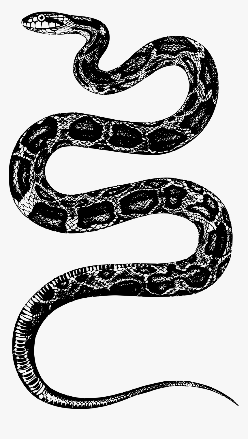 Transparent Snake Clip Art - Snake T Shirt Mens, HD Png Download