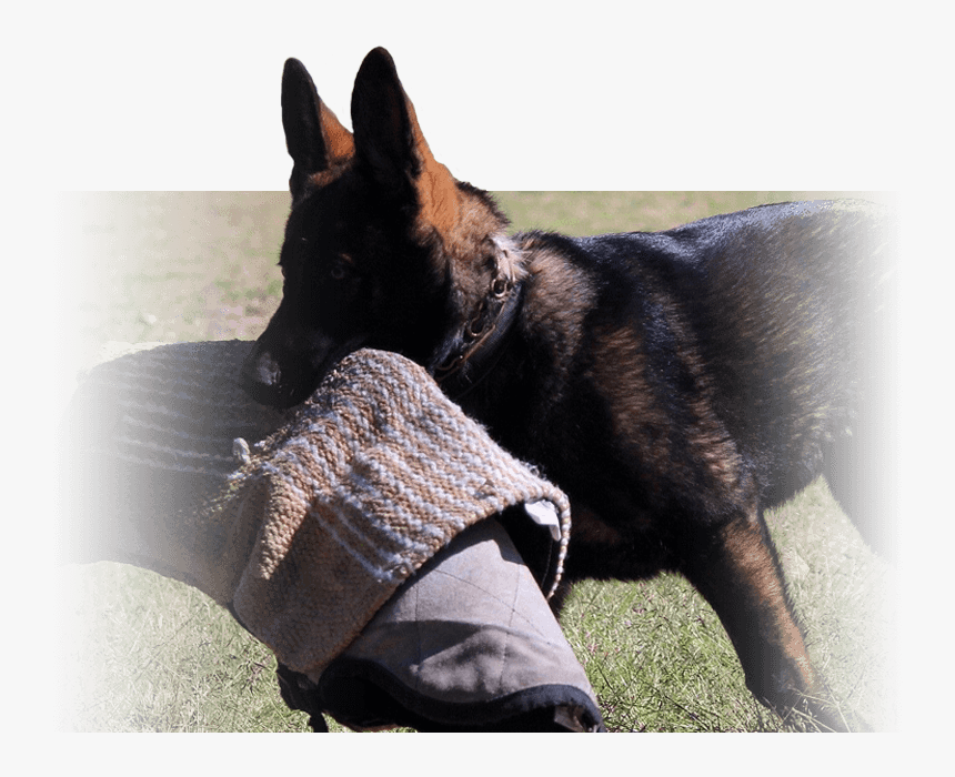 Transparent German Shepherd Puppy Png - Guard Dog, Png Download