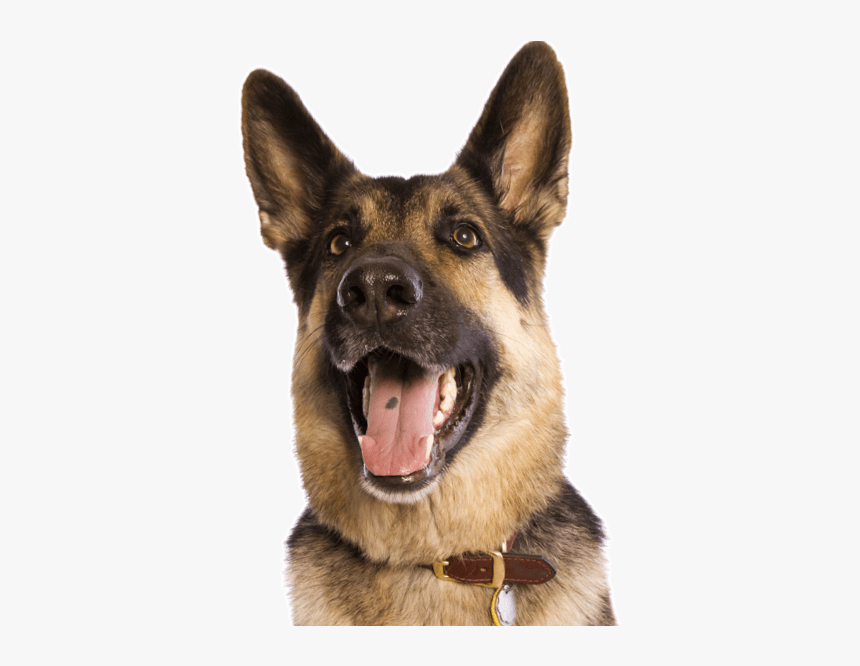 Dog Yawns, HD Png Download
