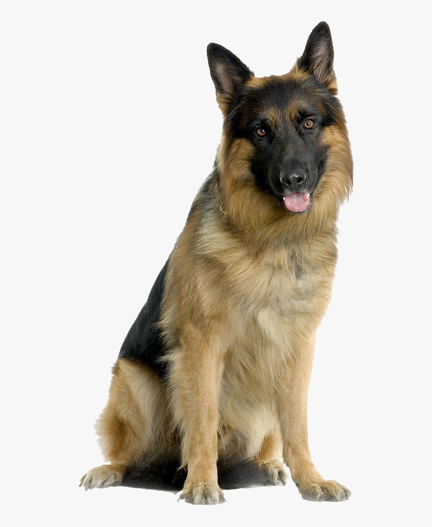 German Shepherd Dog Png, Transparent Png
