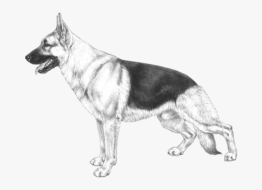 Transparent German Shepherd Png, Png Download