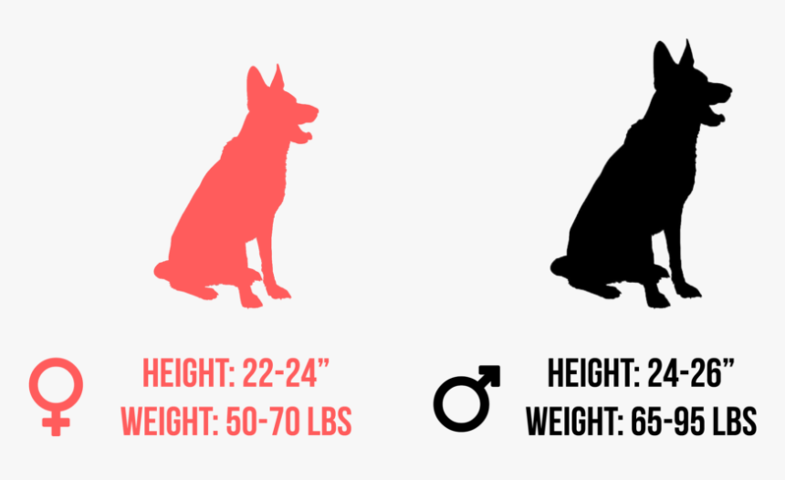 Graphic - Old German Shepherd Dog, HD Png Download