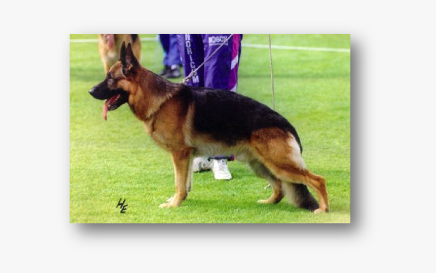 Picture - Schæfer Rett Rygg, HD Png Download