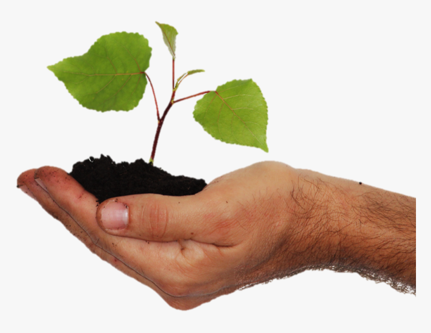 Don Planifies - Vitis, HD Png Download