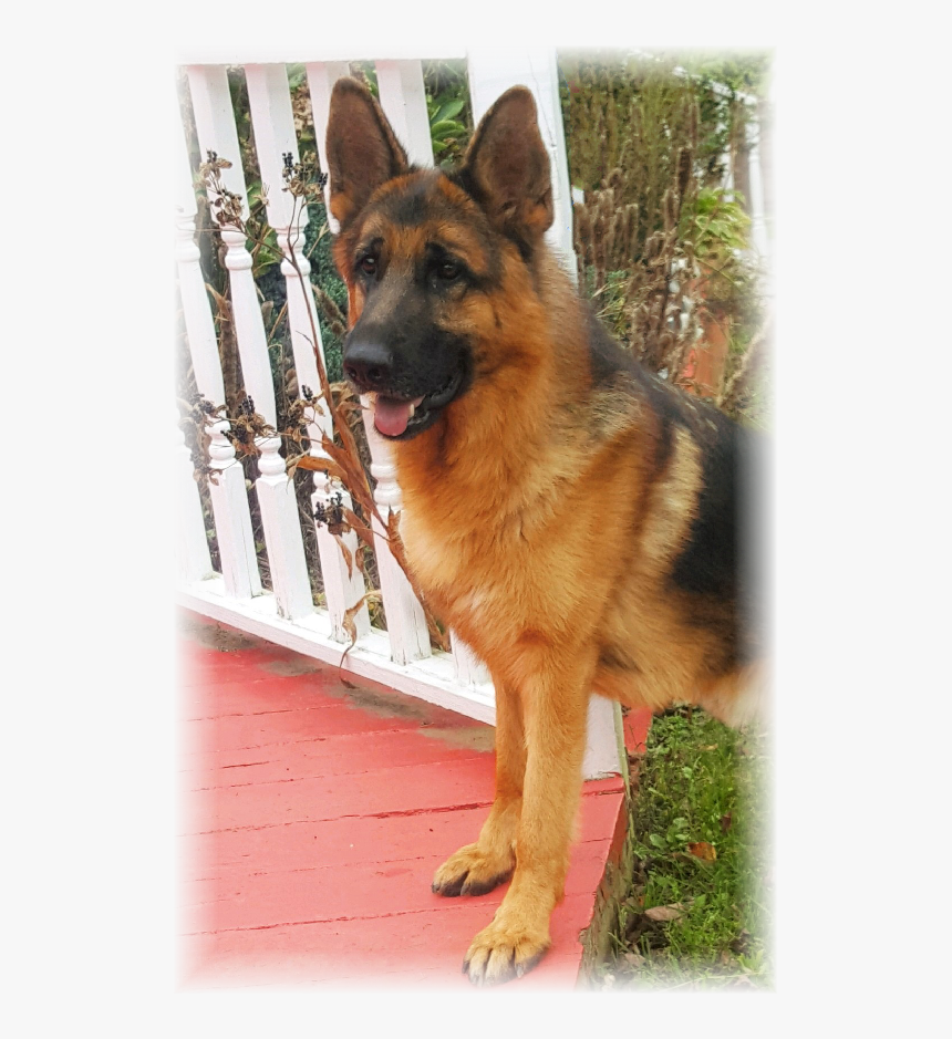 Old German Shepherd Dog, HD Png Download