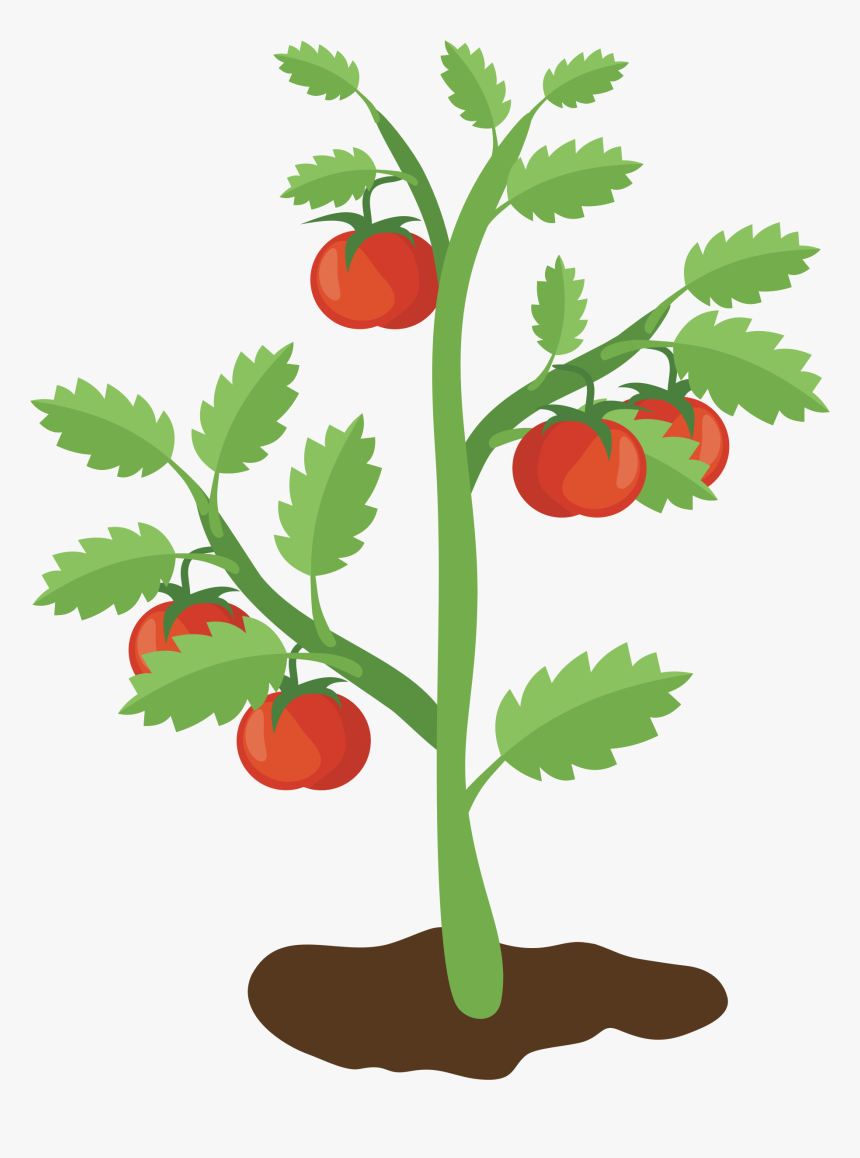 Part Of A Plant Clipart Without Background