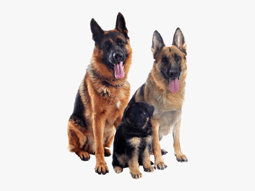 Too Many German Shepherd, HD Png Download