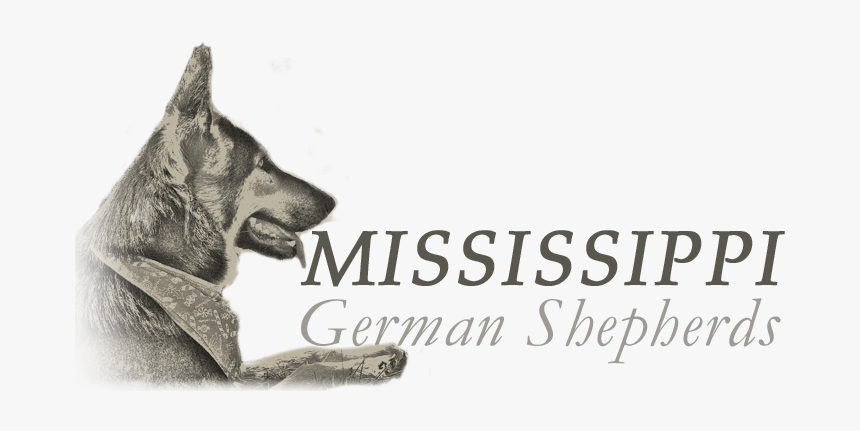 Mississippi German Shepherds - Old German Shepherd Dog, HD Png Download