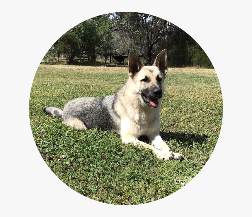 Straight Back German Shepherds Australia, HD Png Download