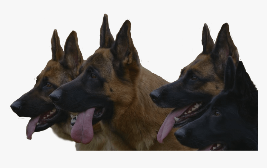 German Shepherd Guard Dog Png, Transparent Png