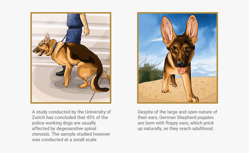 German Shepherd - Degenerative Spinal Stenosis German Shepherd, HD Png Download