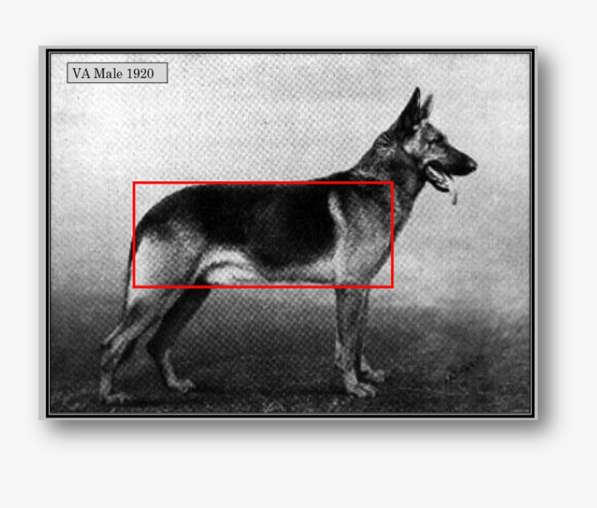 Picture - German Shepherd Sloped Back, HD Png Download