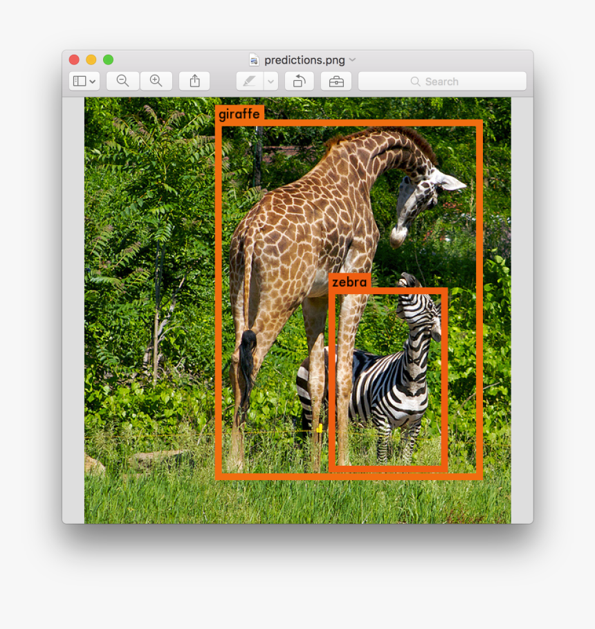Giraffes And Zebras Together, HD Png Download