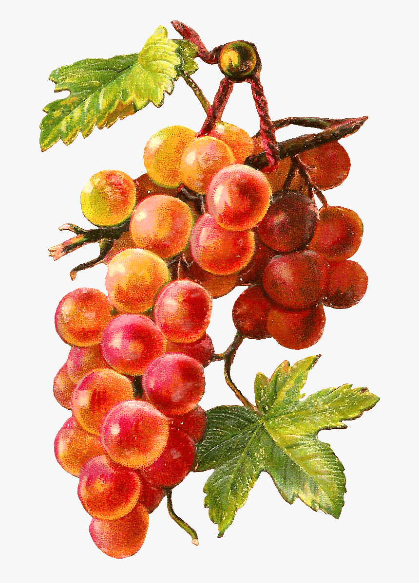 Gold Red Grapes Vine - Grape, HD Png Download