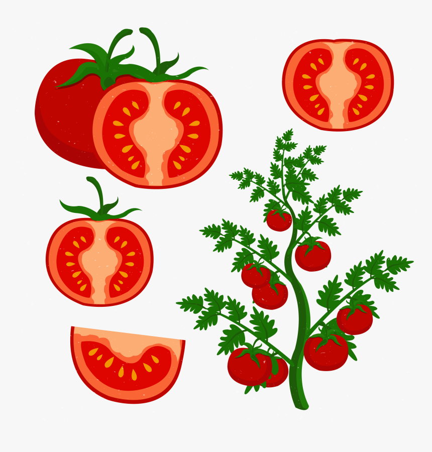 Clip Art Grow Tomatoes Transprent Png, Transparent Png