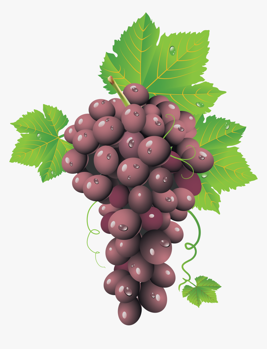 Red Grapes Png Image - Grape Clusters Png, Transparent Png
