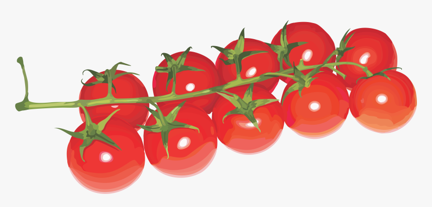 Banner Freeuse Download Cherry Tomato Clipart - Cherry Tomatoes Transparent Background, HD Png Download