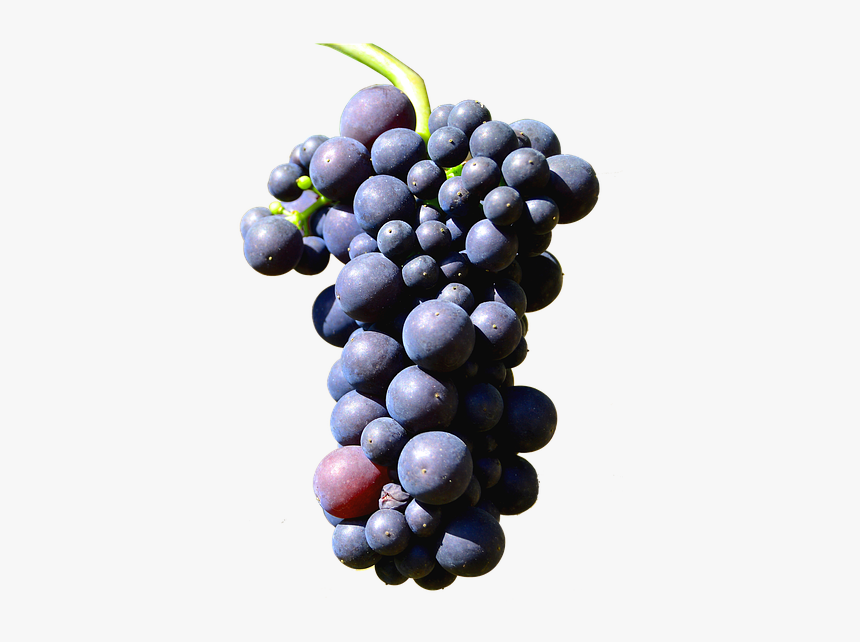 Illustration Isolated Grapes Henkel Grape - Grapes Isolated, HD Png Download