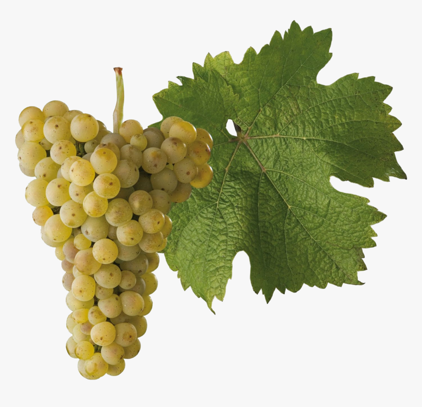 Riesling Grape Transparent, HD Png Download