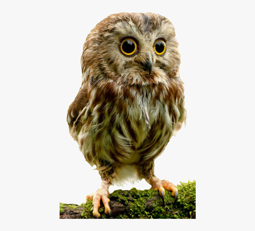Owl Png - Baby Owl, Transparent Png