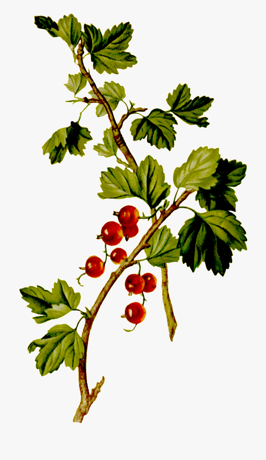 Hand-painted Red Grapes Grown On Trees - Seedless Fruit, HD Png Download