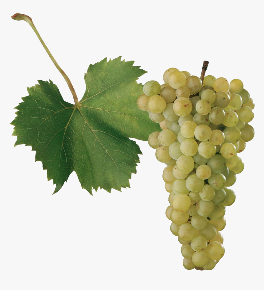 Grape Png Images - Odrody Viniča, Transparent Png