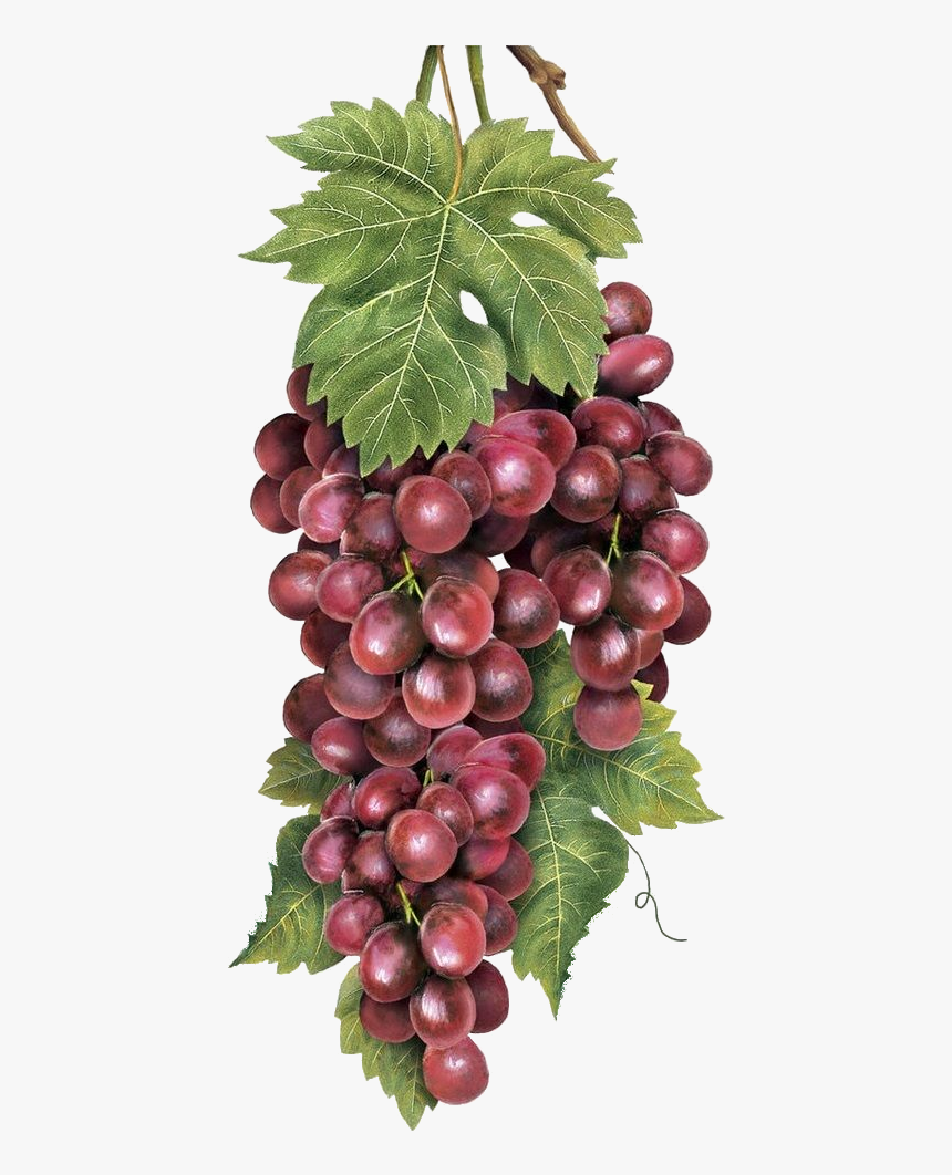 Bodegon Racimo De Uvas, HD Png Download
