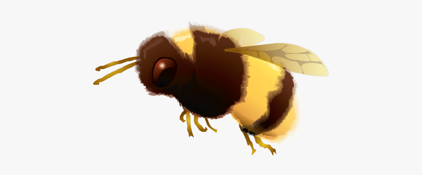 Clip Art Bumble Bee Png - Agave Worm Salt, Transparent Png