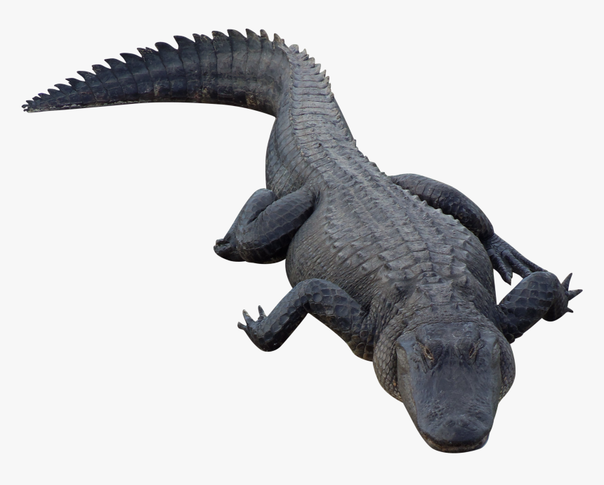 Eye Clipart Alligator - Transparent Background Alligators Png, Png Download