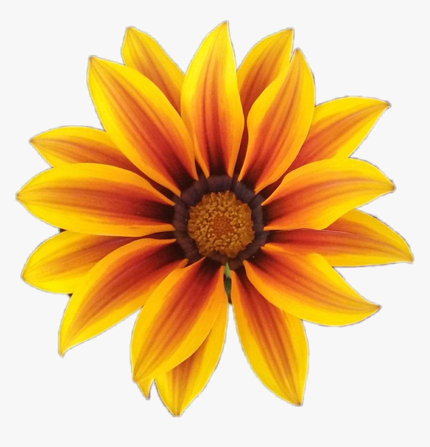 #fleur #flower #orange #orangeflower #fleurorange #nature - Ic 3 Gadda, HD Png Download