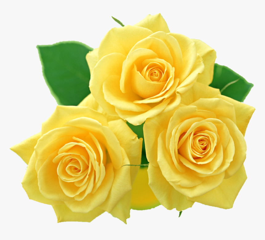 Clipart Yellow Collection Roses - Yellow Roses No Background, HD Png Download