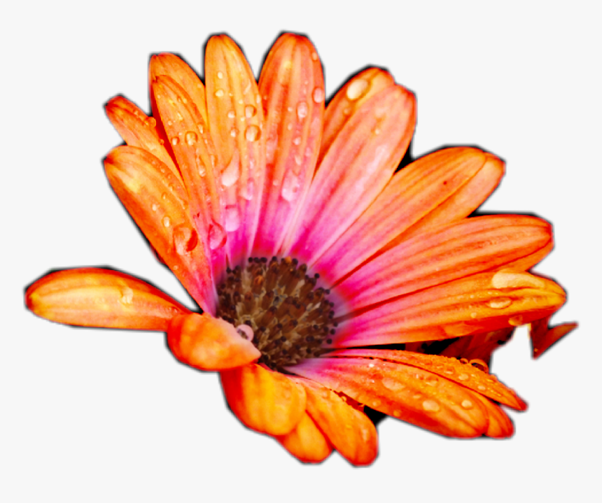 Transparent Peach Flowers Png - African Daisy, Png Download