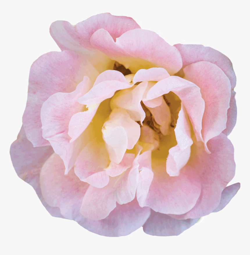Peach Bloom - Floribunda, HD Png Download